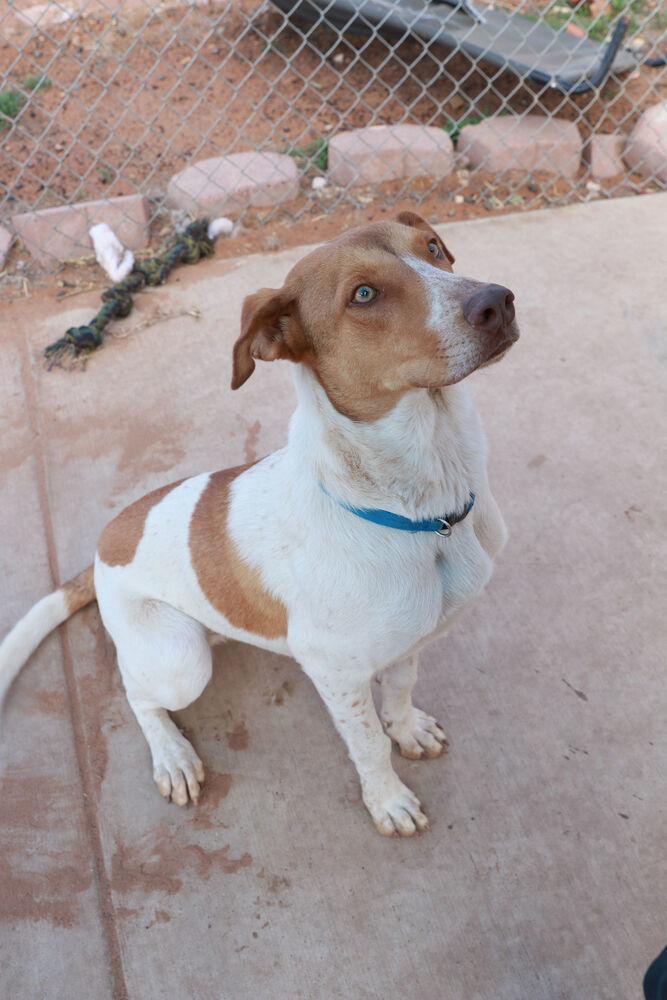 Whitman, an adoptable Australian Kelpie, Hound in Page, AZ, 86040 | Photo Image 1