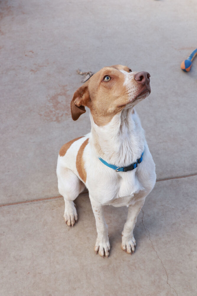 Whitman, an adoptable Australian Kelpie, Hound in Page, AZ, 86040 | Photo Image 2