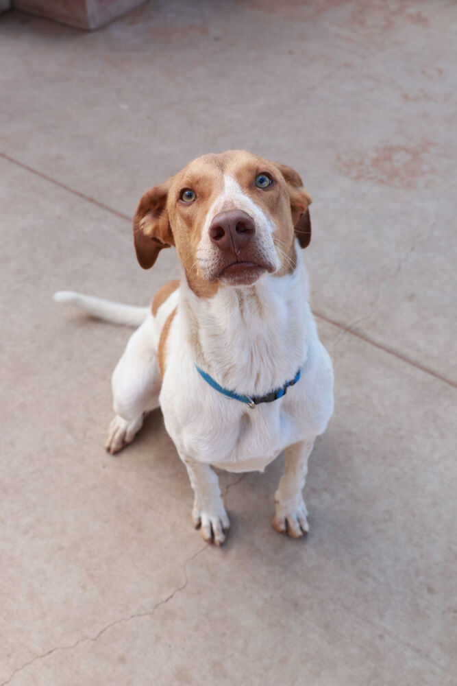 Whitman, an adoptable Australian Kelpie, Hound in Page, AZ, 86040 | Photo Image 3