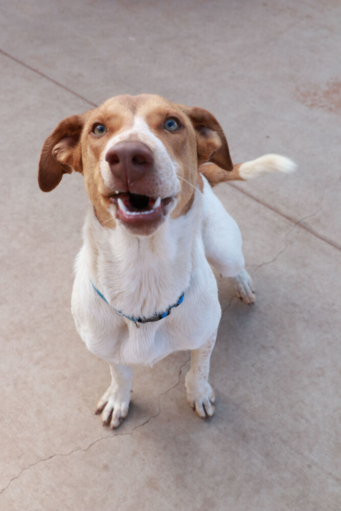 Whitman, an adoptable Australian Kelpie, Hound in Page, AZ, 86040 | Photo Image 4