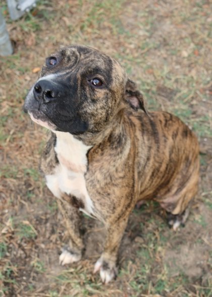 Kiara, an adoptable Boxer Mix in Rockville, MD_image-1
