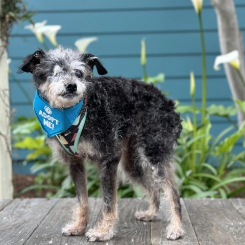 Ellie Mae, an adoptable Terrier in Pacific Grove, CA, 93950 | Photo Image 1