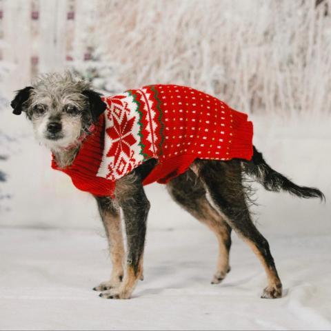 Ellie Mae, an adoptable Terrier in Pacific Grove, CA, 93950 | Photo Image 2