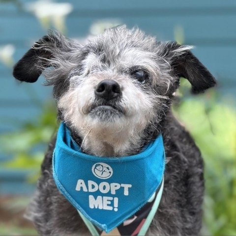 Ellie Mae, an adoptable Terrier in Pacific Grove, CA, 93950 | Photo Image 3