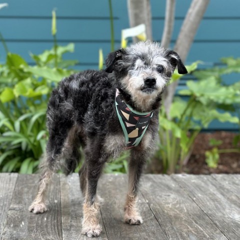 Ellie Mae, an adoptable Terrier in Pacific Grove, CA, 93950 | Photo Image 4