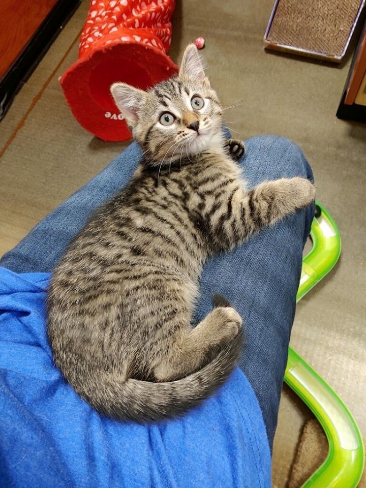 Parker , an adopted Tabby in Marvin, NC_image-3