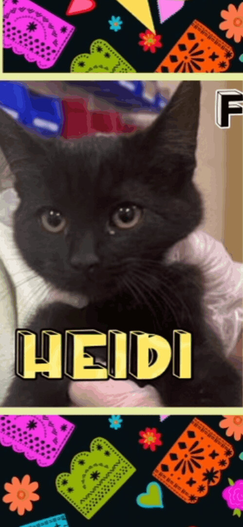 Heidi, an adopted American Shorthair in Marvin, NC_image-1
