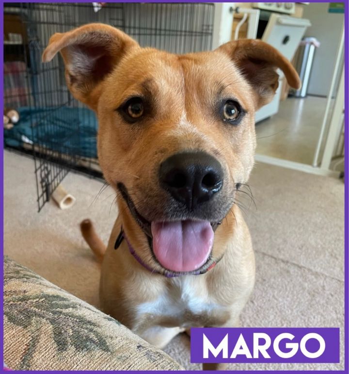 Margo, an adoptable Carolina Dog & Pit Bull Terrier Mix in Oswego, IL_image-2