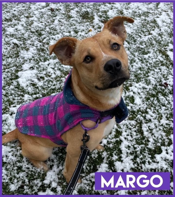 Margo, an adoptable Carolina Dog & Pit Bull Terrier Mix in Oswego, IL_image-3