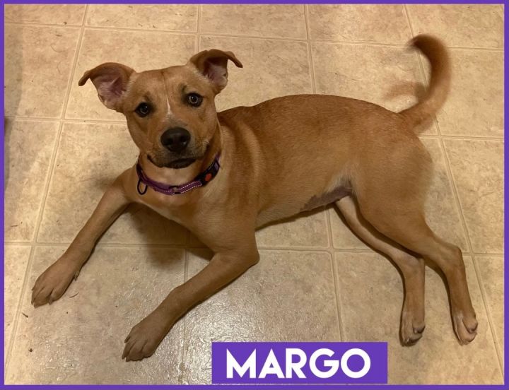 Margo, an adoptable Carolina Dog & Pit Bull Terrier Mix in Oswego, IL_image-6