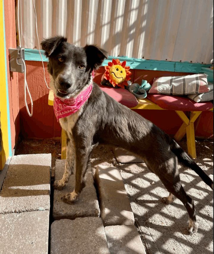 Lola, an adoptable Cattle Dog & Australian Shepherd Mix in Williamsburg, NM_image-5