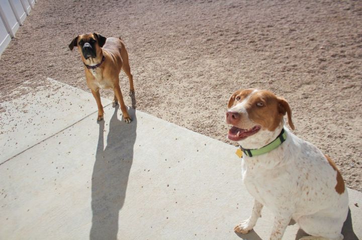 Tulip, an adoptable Hound & Pointer Mix in Fort Morgan, CO_image-1