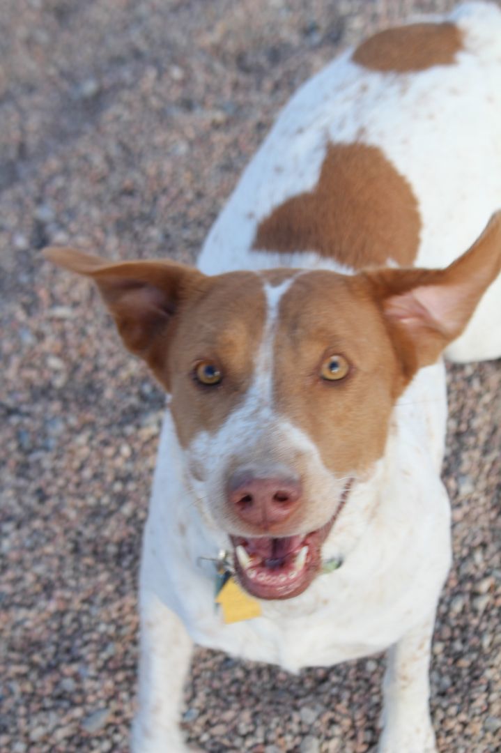 Tulip, an adoptable Hound & Pointer Mix in Fort Morgan, CO_image-2