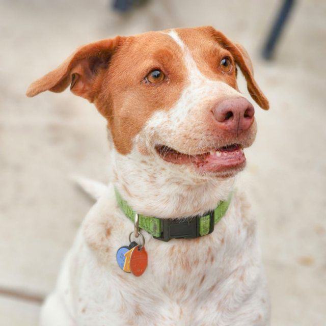 Tulip, an adoptable Pointer in Fort Morgan, CO_image-4