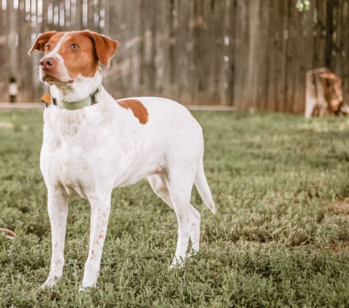 Tulip, an adoptable Hound & Pointer Mix in Fort Morgan, CO_image-4