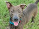 MISSY's profile on Petfinder.com