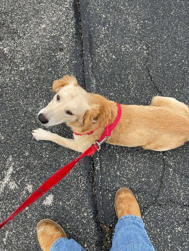 Sunny, an adoptable Golden Retriever & Labrador Retriever Mix in Fort Morgan, CO_image-4
