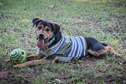 Cooper, an adopted Mixed Breed in Athens, GA_image-2