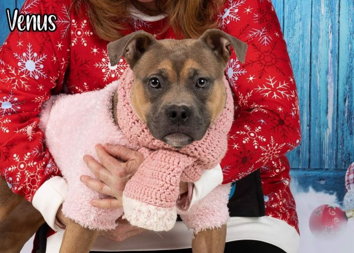 VENUS, an adopted Terrier & Pit Bull Terrier Mix in Flint, MI_image-2
