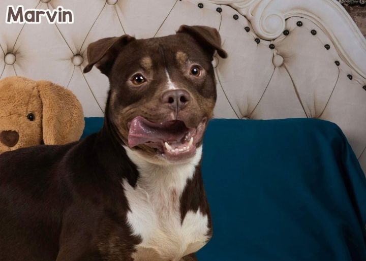 MARVIN, an adopted Terrier & Pit Bull Terrier Mix in Flint, MI_image-1