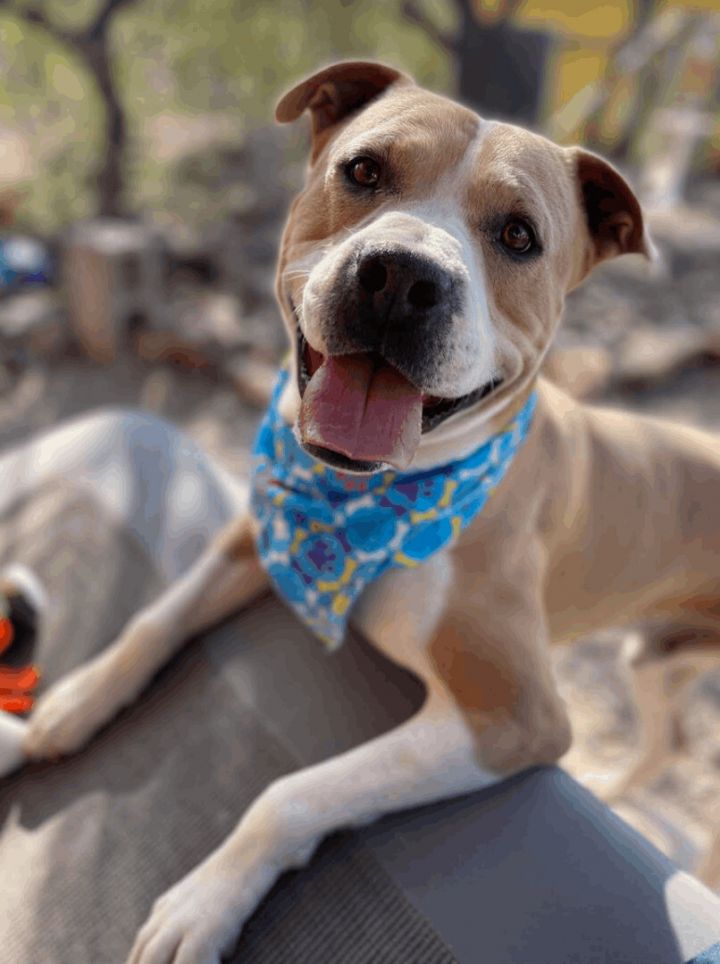 Apollo, an adoptable American Staffordshire Terrier & Pit Bull Terrier Mix in Williamsburg, NM_image-1