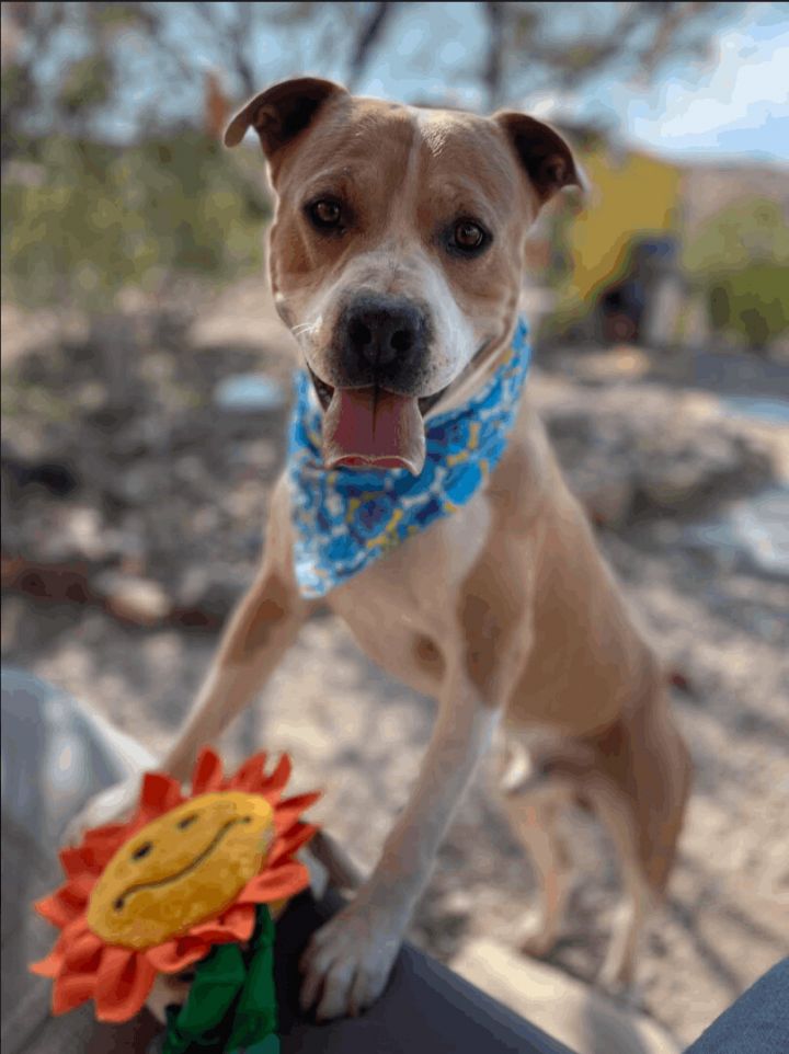 Apollo, an adoptable American Staffordshire Terrier & Pit Bull Terrier Mix in Williamsburg, NM_image-6