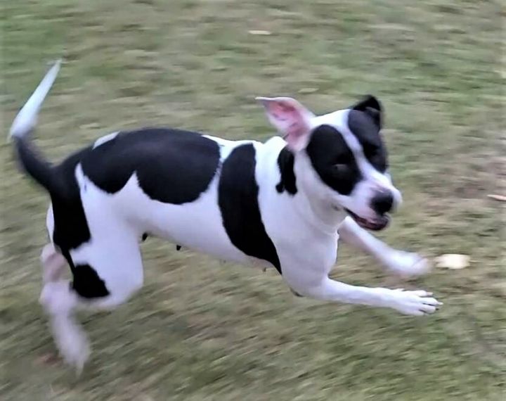 GERTIE, an adoptable American Bulldog & Great Dane Mix in Burton, MI_image-2