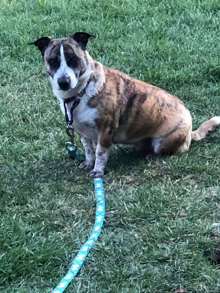 basset hound corgi mix puppies