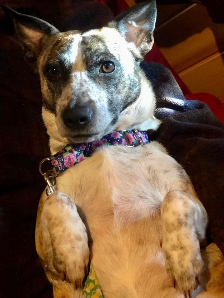 Dog for adoption - Sugar, a Basset Hound Corgi Mix in NY | Petfinder