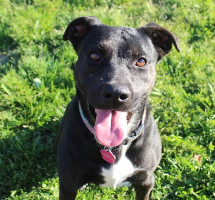 Labrador mixed 2024 with pitbull