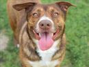 SHELBY's profile on Petfinder.com