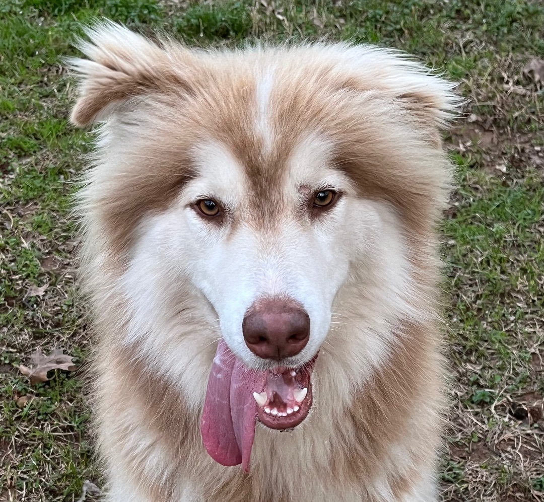 Husky and collie store mix