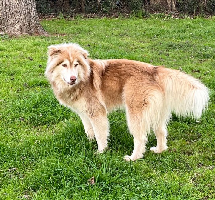 Collie mixed hot sale with husky