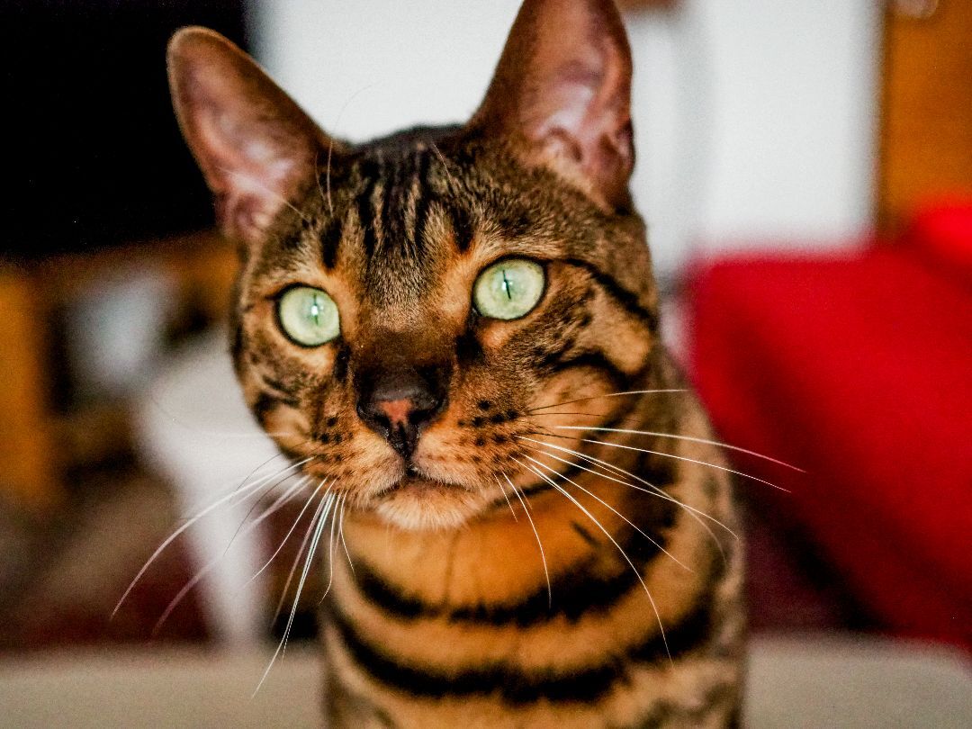 Cat For Adoption Catget A Bengal In Montreal Qc Petfinder