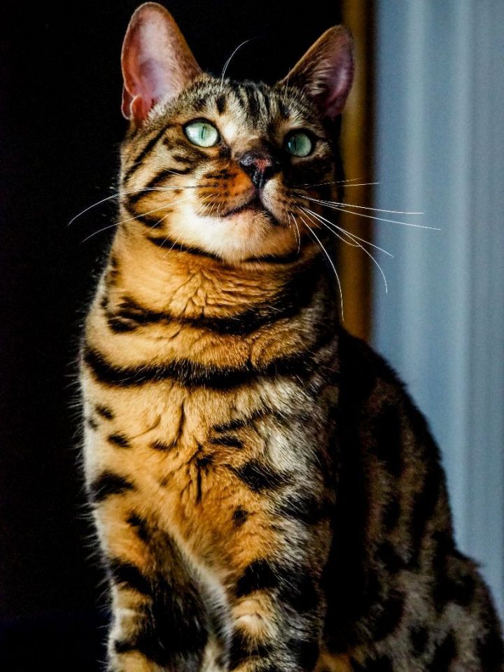 Cat For Adoption Catget A Bengal In Montreal Qc Petfinder