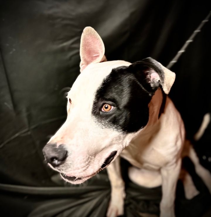 CYRUS, an adoptable Pit Bull Terrier in Wintersville, OH_image-6
