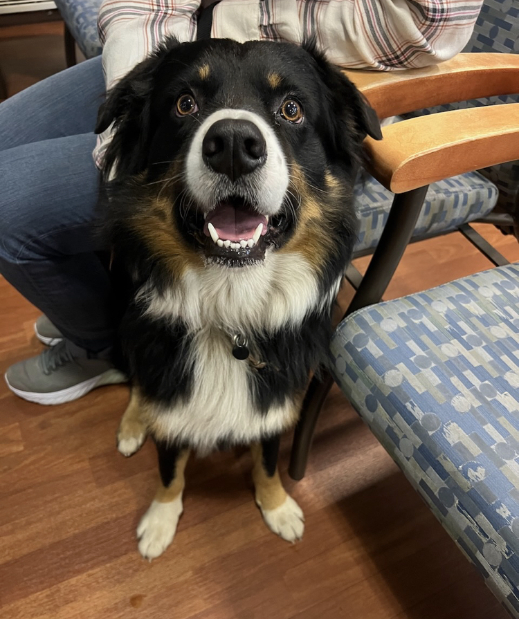 Buddy, an adoptable Australian Shepherd in Cincinnati, OH, 45255 | Photo Image 1