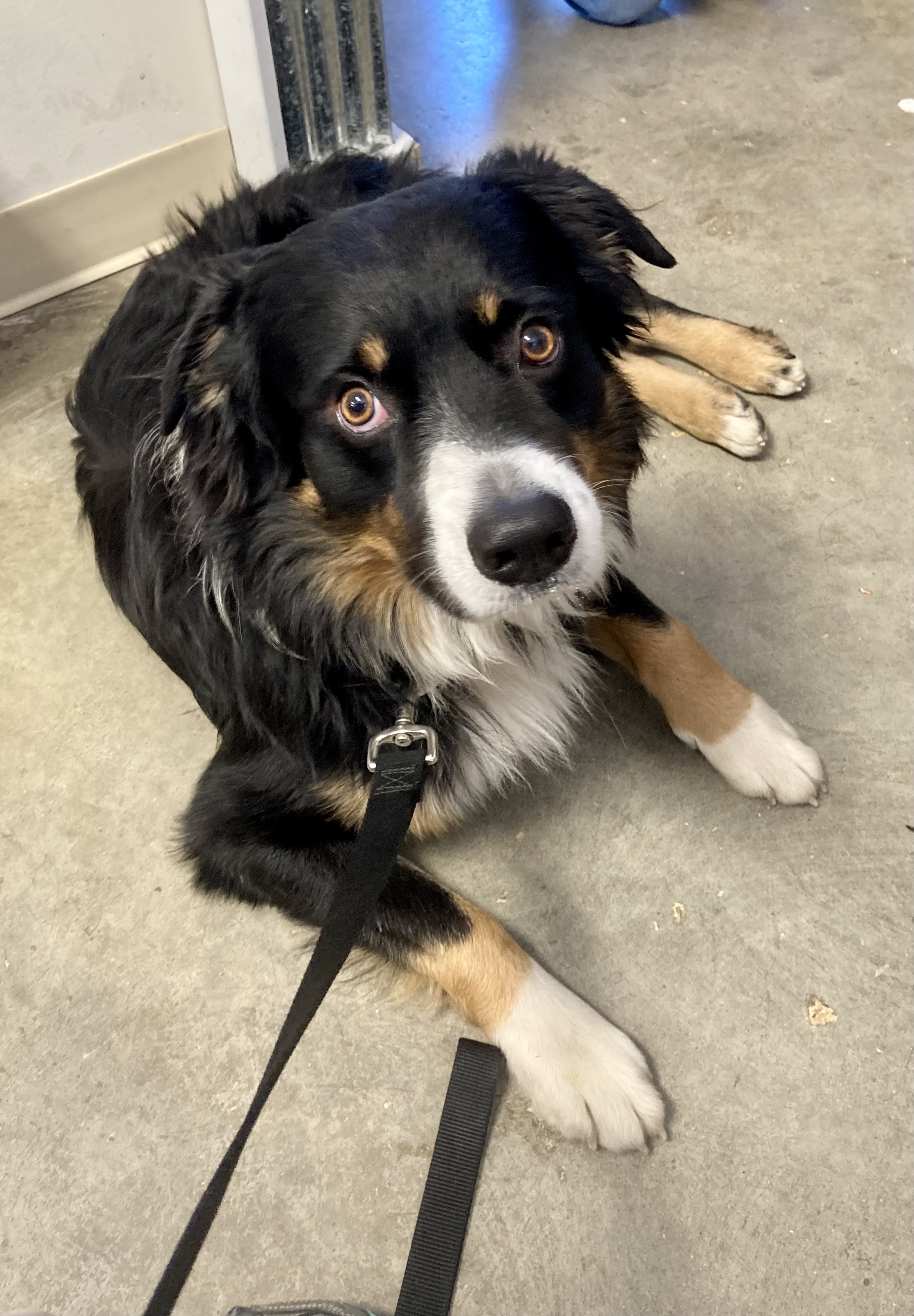 Buddy, an adoptable Australian Shepherd in Cincinnati, OH, 45255 | Photo Image 2