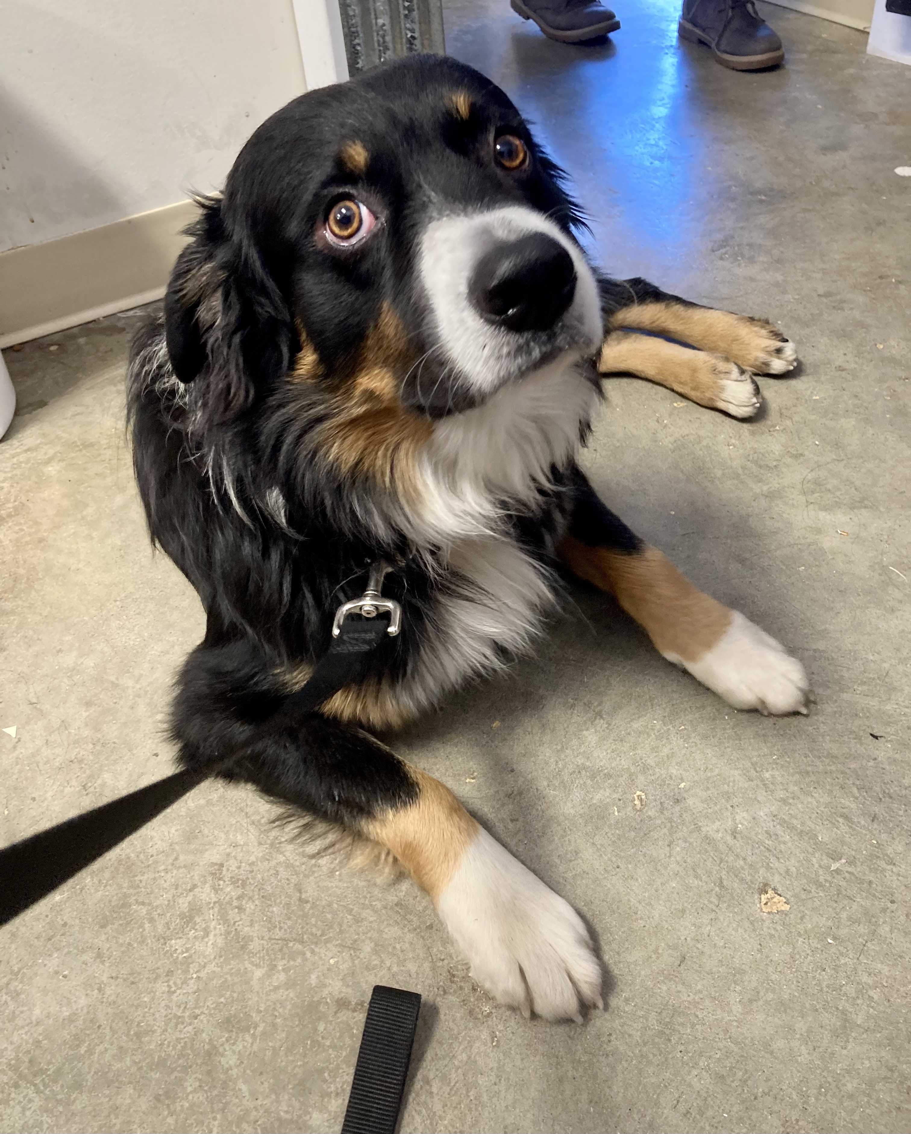 Buddy, an adoptable Australian Shepherd in Cincinnati, OH, 45255 | Photo Image 3