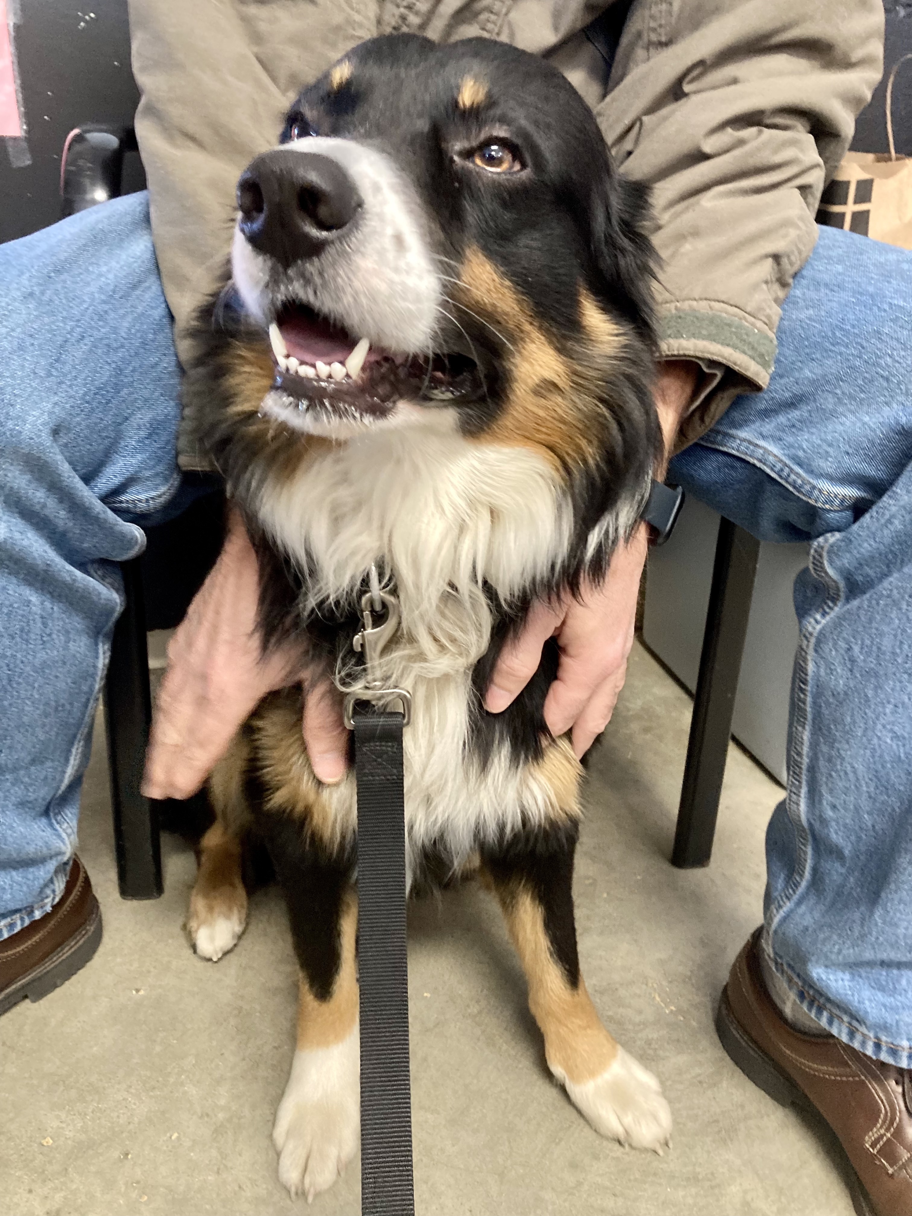 Buddy, an adoptable Australian Shepherd in Cincinnati, OH, 45255 | Photo Image 4