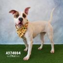 DARCY's profile on Petfinder.com
