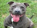 ADAM's profile on Petfinder.com