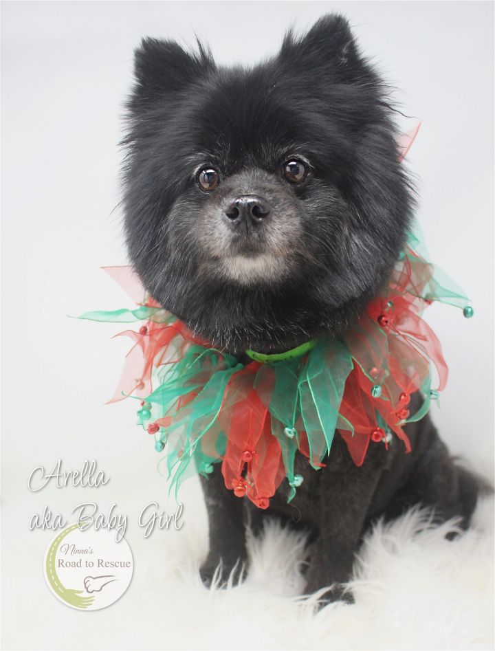 Arella, an adopted Pomeranian in Benton, LA_image-1