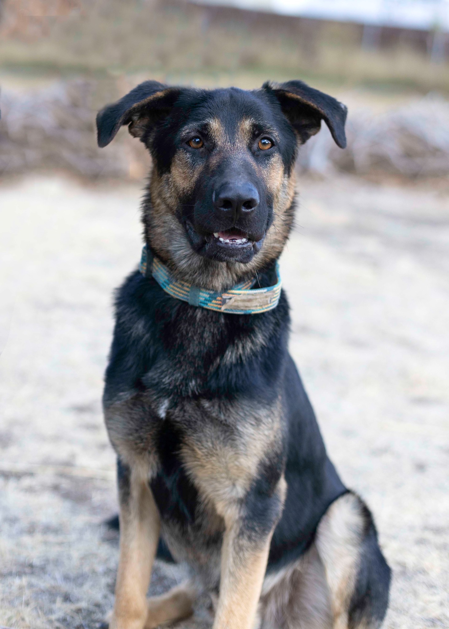 Arcadia, an adoptable German Shepherd Dog in West Richland, WA, 99353 | Photo Image 2