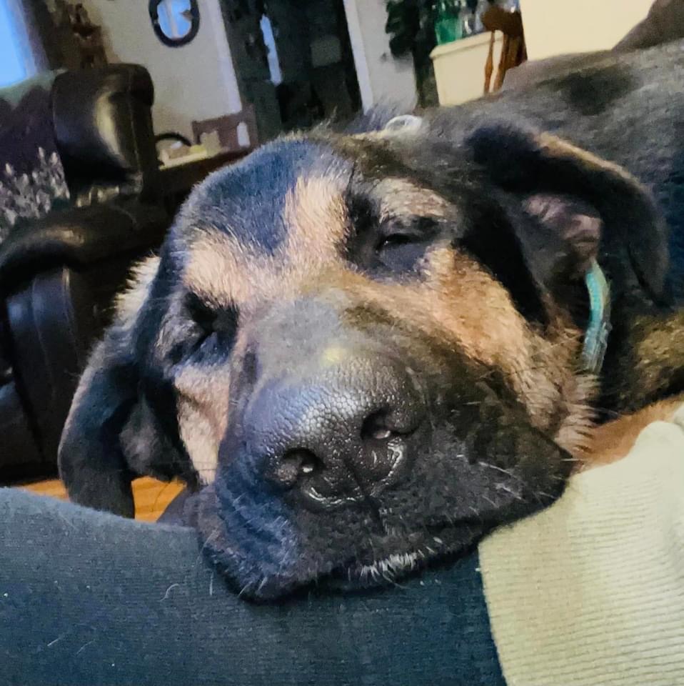 Arcadia, an adoptable German Shepherd Dog in West Richland, WA, 99353 | Photo Image 4