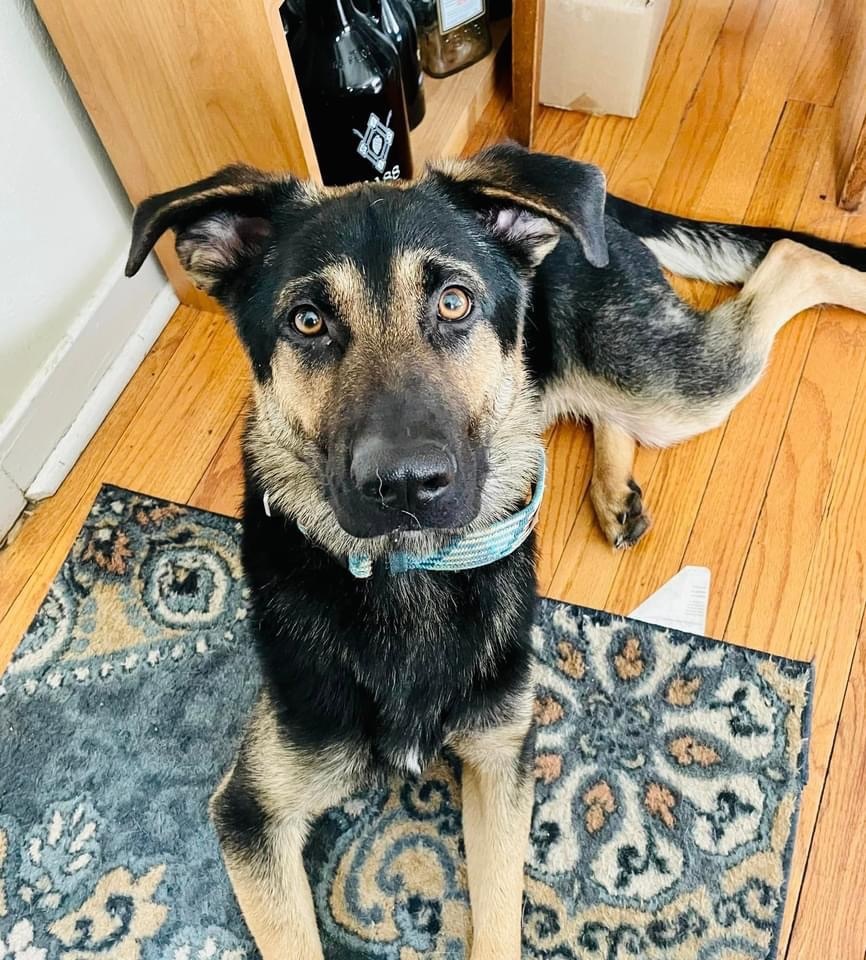 Arcadia, an adoptable German Shepherd Dog in West Richland, WA, 99353 | Photo Image 1