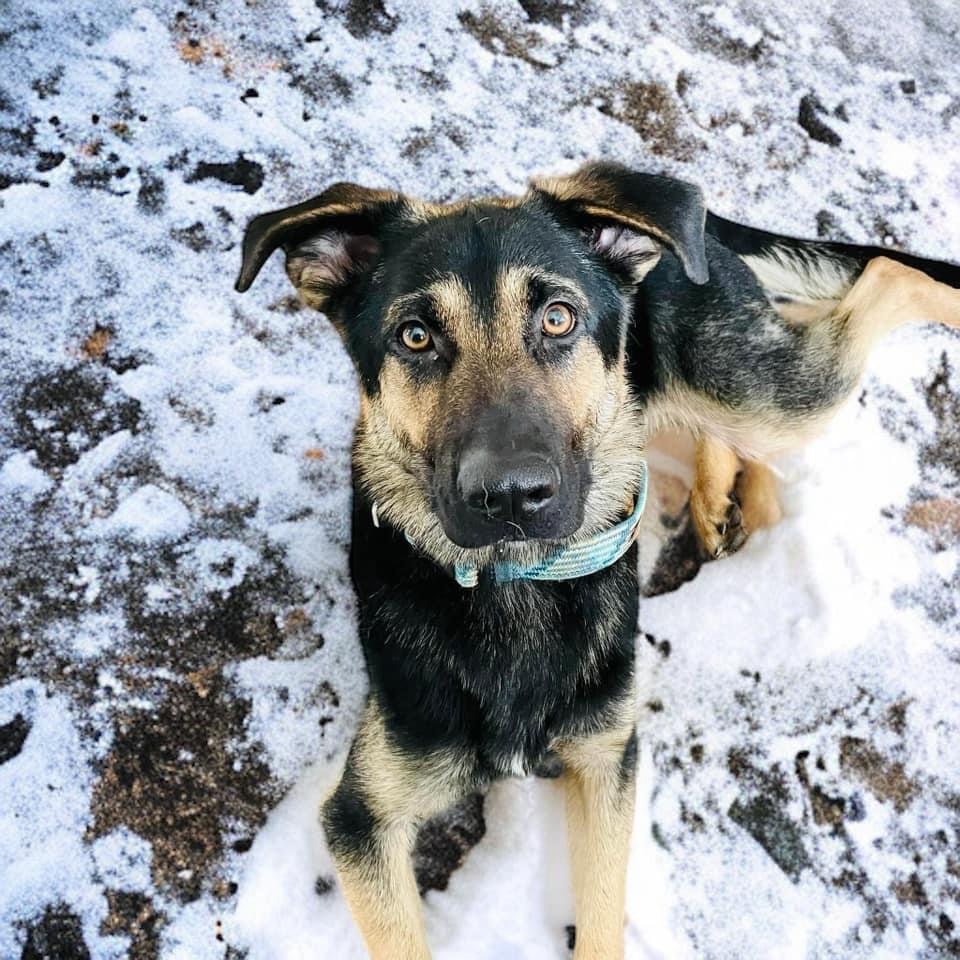 Arcadia, an adoptable German Shepherd Dog in West Richland, WA, 99353 | Photo Image 6