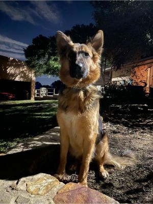 i am legend german shepherd