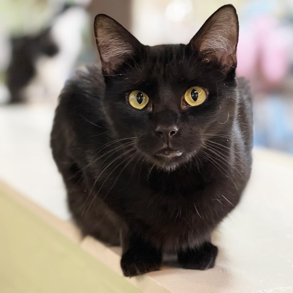 Kimmel, an adoptable Domestic Short Hair in Mount Juliet, TN, 37122 | Photo Image 1