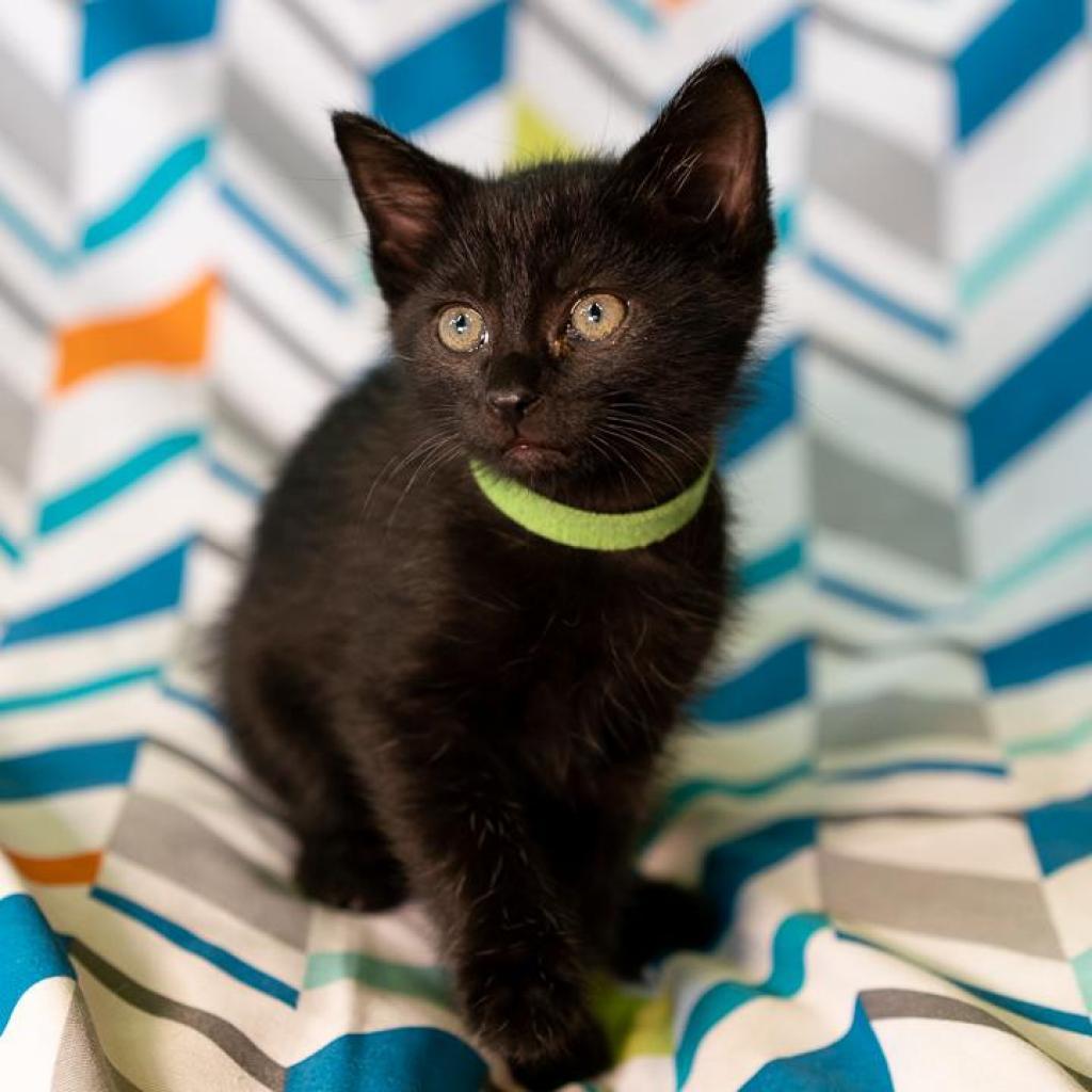 Kimmel, an adoptable Domestic Short Hair in Mount Juliet, TN, 37122 | Photo Image 2